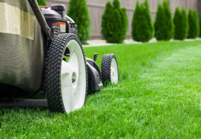 Usługi ogrodnicze RoyalGarden